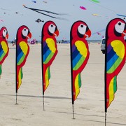 Banner Parrot