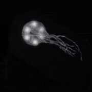 medusa lum